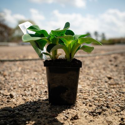 HOSTA, BLUE MOUSE EARS, 3.25