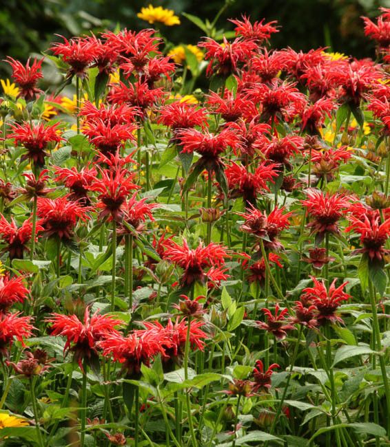 MONARDA, JACOB CLINE, #1