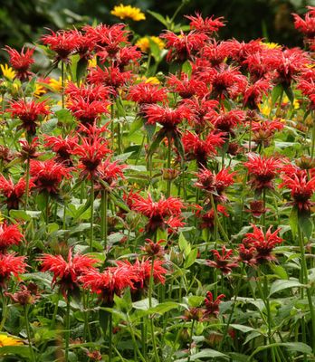 MONARDA, JACOB CLINE, #1