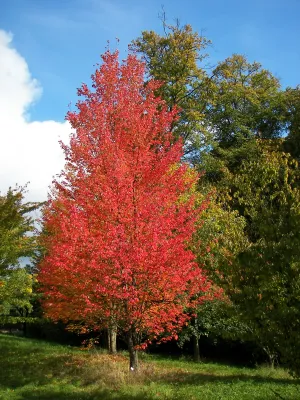 MAPLE, BOWHALL,2" BB