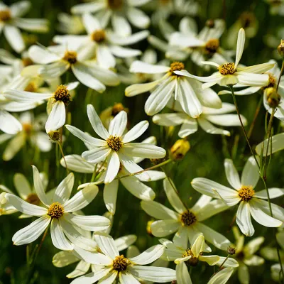 COREOPSIS, MOONBEAM, #1