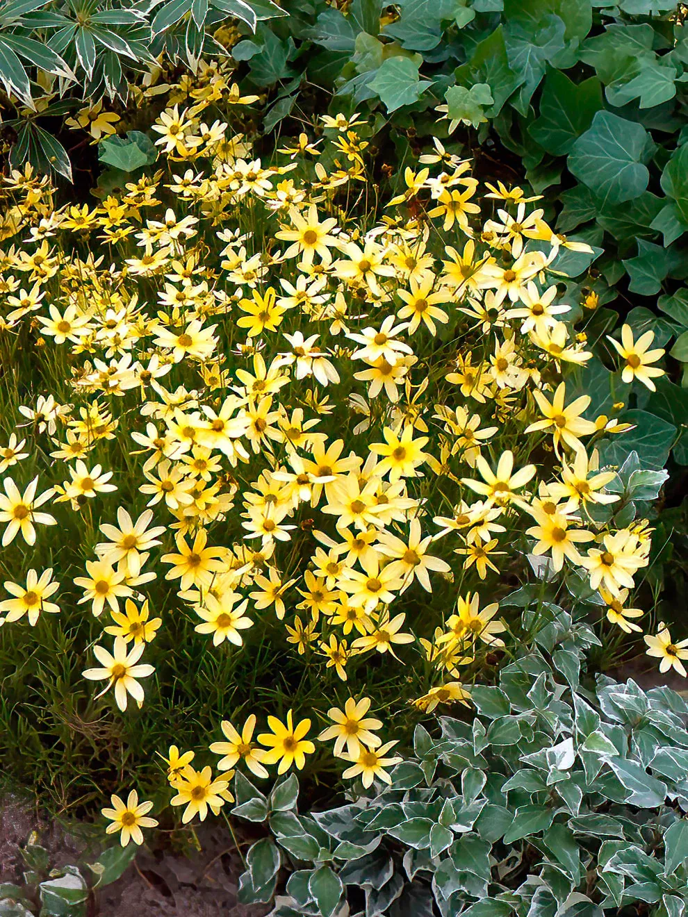 COREOPSIS, MOONBEAM #1