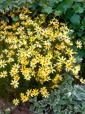 COREOPSIS, MOONBEAM #1