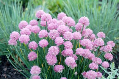 Allium Glitterbug® Pink Moon Rising, ® ('Nongnisl'), #1