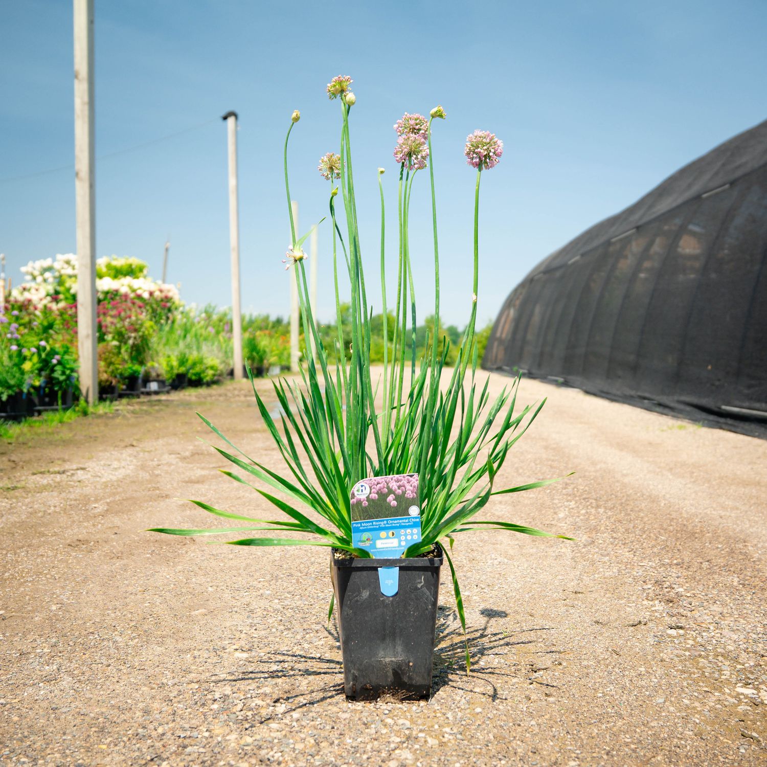 ALLIUM, PINK MOON RISING, #1