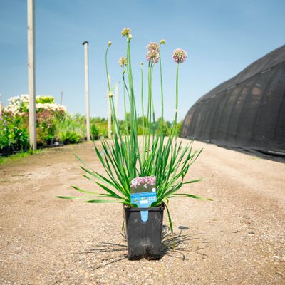 ALLIUM, PINK MOON RISING, #1