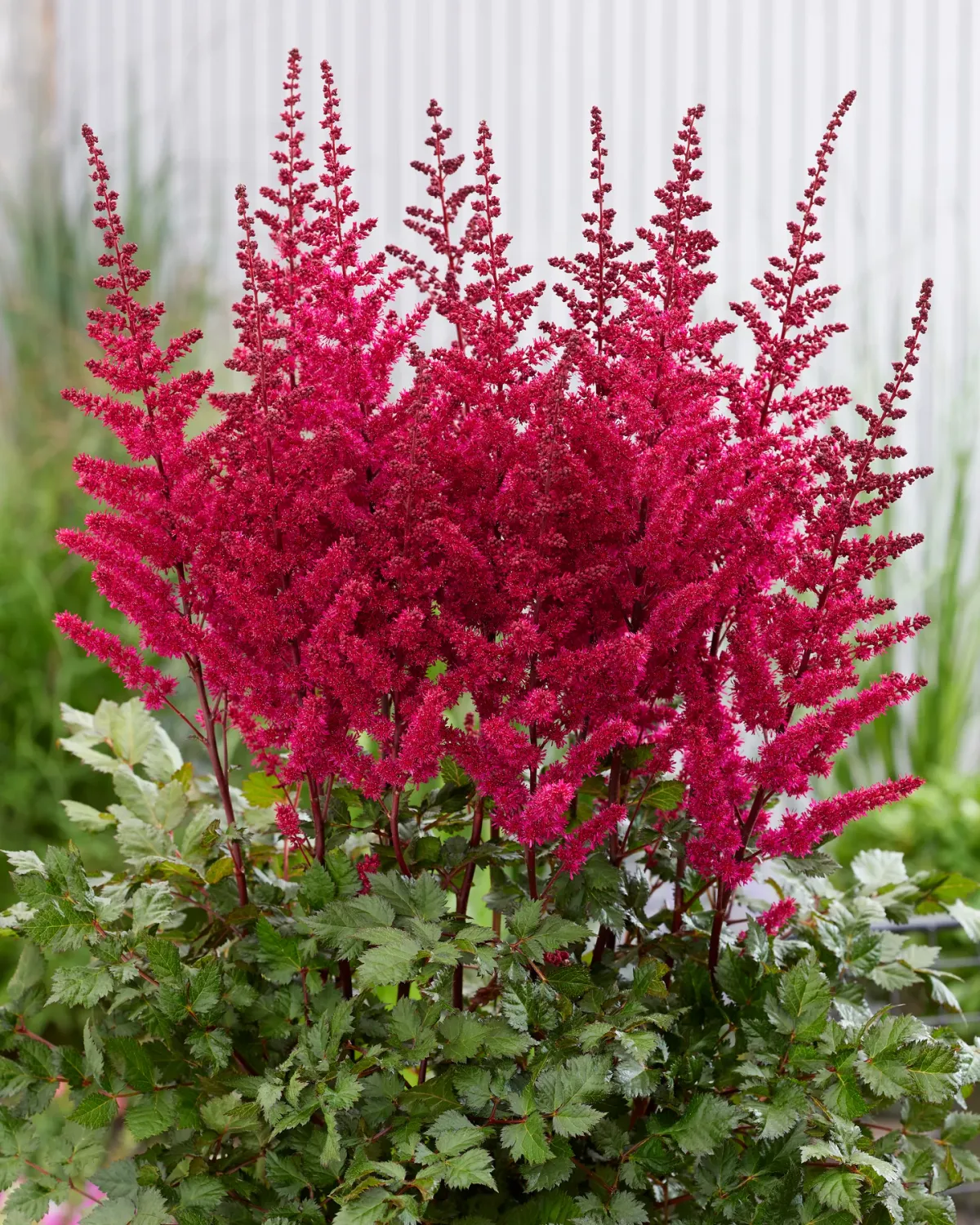 Astilbe, Vision in Red' , #1