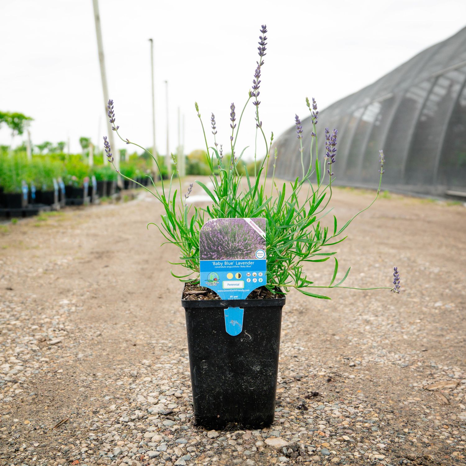 Lavandula angustifolia 'Baby Blue', #1