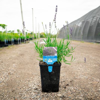 Lavandula angustifolia 'Baby Blue', #1