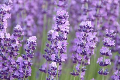 LAVENDER, BABY BLUE #1