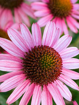 'Pixie Meadowbrite'™ Coneflower
