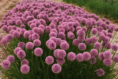 Allium Glitterbug® All A' Flutter® ('Nonrettu'), #1