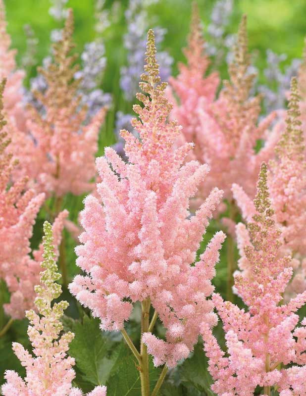 Astilbe, Vision Inferno', #1
