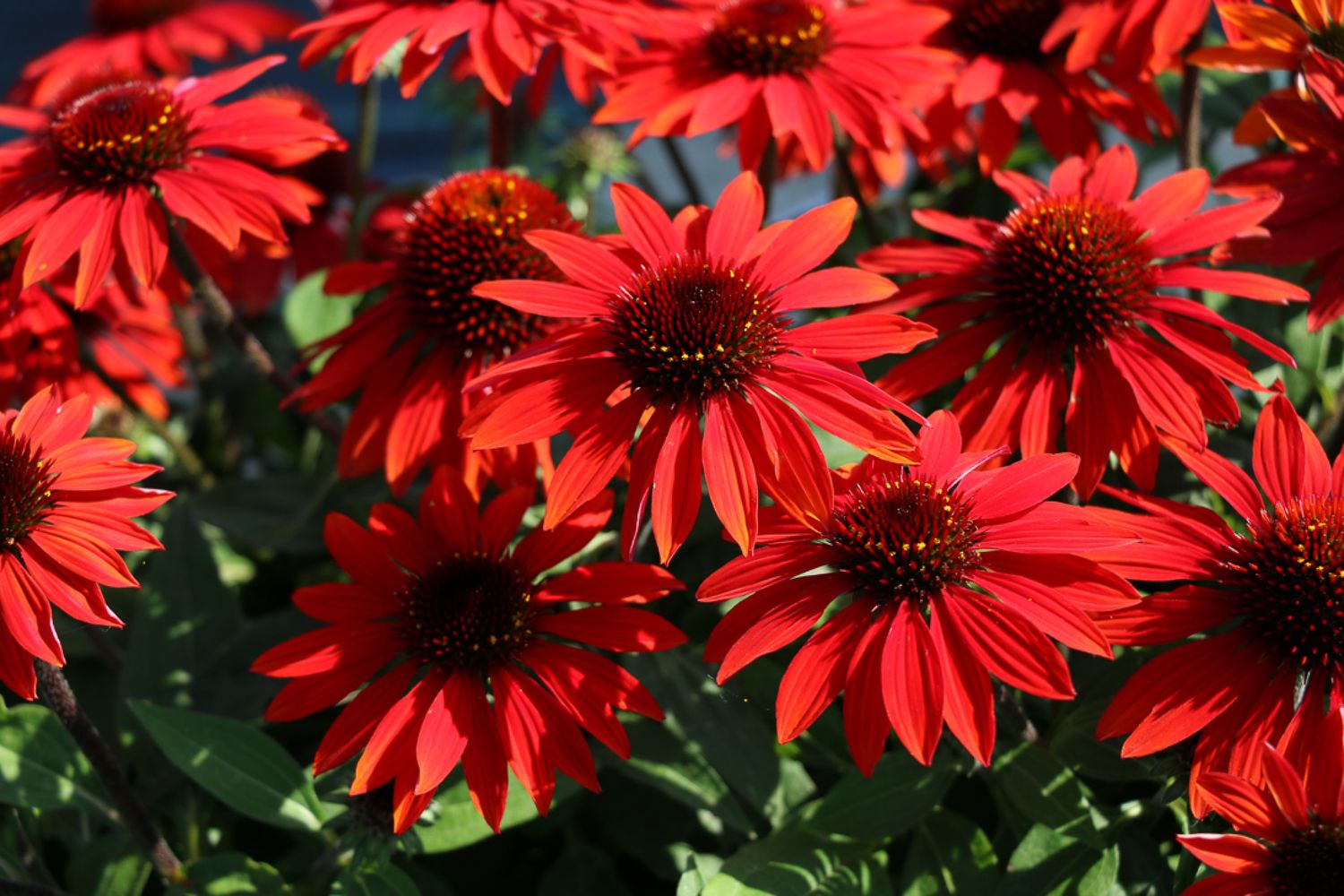 Sombrero® Sangrita Coneflower, #1