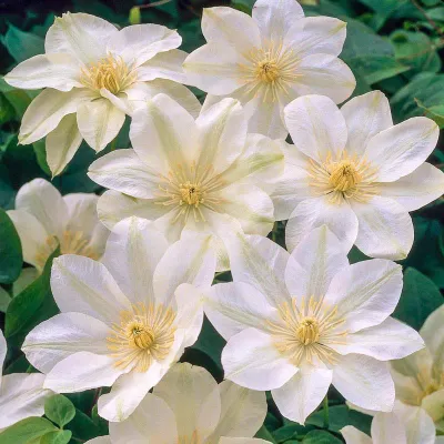 Clematis x 'Guernsey Cream', #1