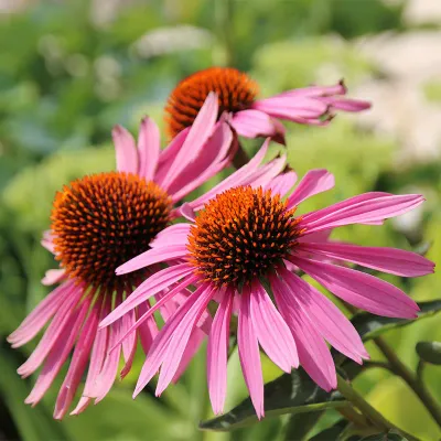 Magnus Purple Coneflower, #1