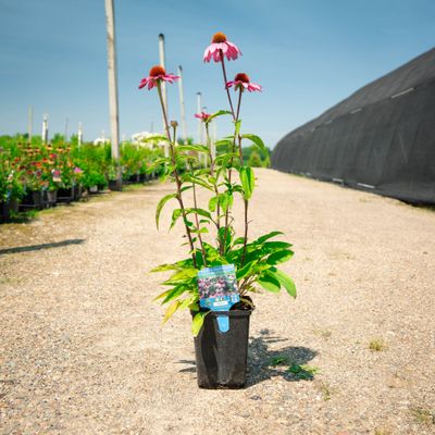 CONEFLOWER, MAGNUS PURPLE, #1