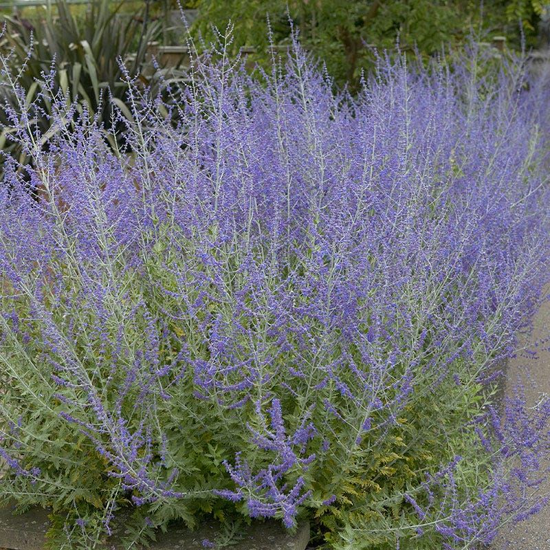 Little Spire, Russian Sage