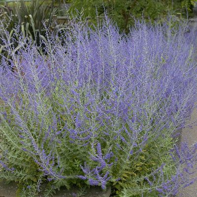 'Little Spire' Russian Sage