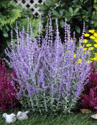 RUSSIAN SAGE, LITTLE SPIRE, #1
