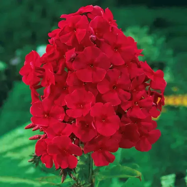 Red Riding Hood Garden Phlox, #1