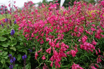 MissionBells™ Deep Rose Beard Tongue, #1
