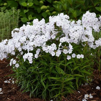 Early® White Phlox
