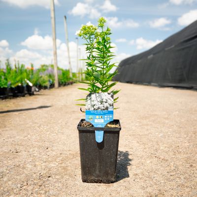 Early® White Phlox