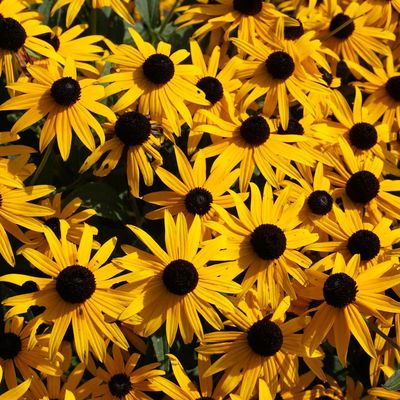 'Goldsturm' Orange Coneflower, #1