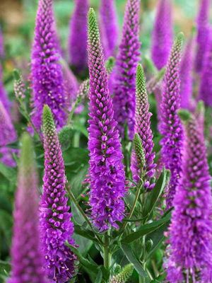 Veronica 'Purpleicious', #1