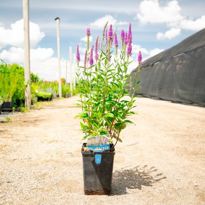 Veronica 'Purpleicious', #1