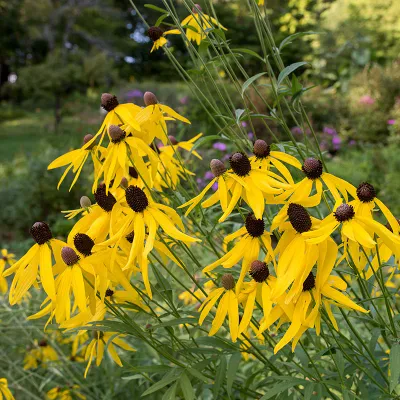 Yellow Coneflower, Ratibida, #1