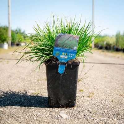 Hameln, Dwarf Fountain Grass