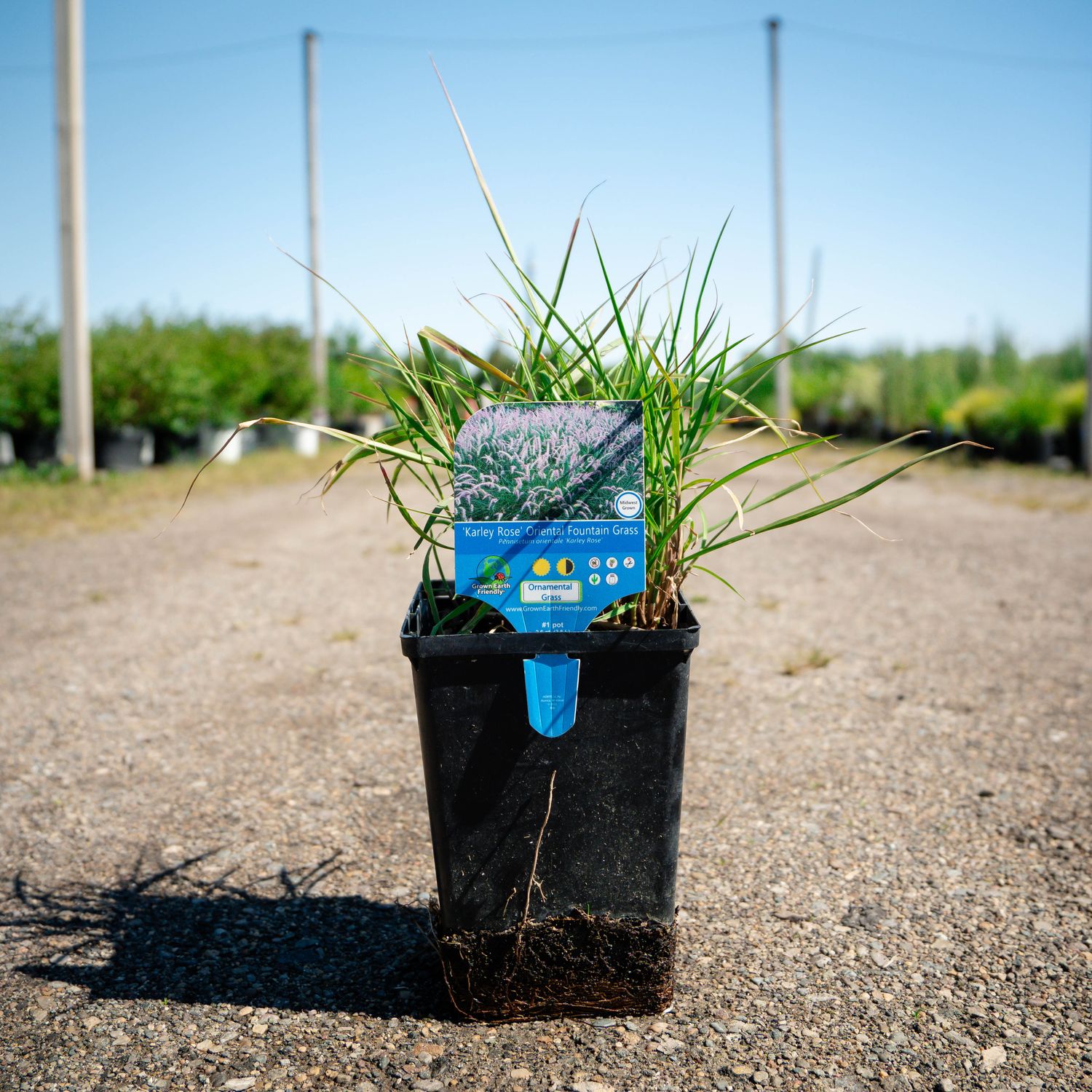 FOUNTAIN GRASS, KARLEY ROSE, #1