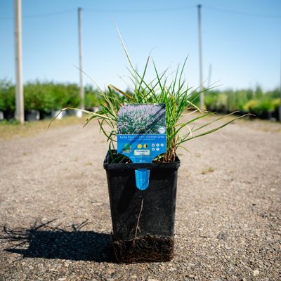 FOUNTAIN GRASS, KARLEY ROSE, #1