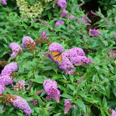 Buddleia x Pugster Periwinkle, #1