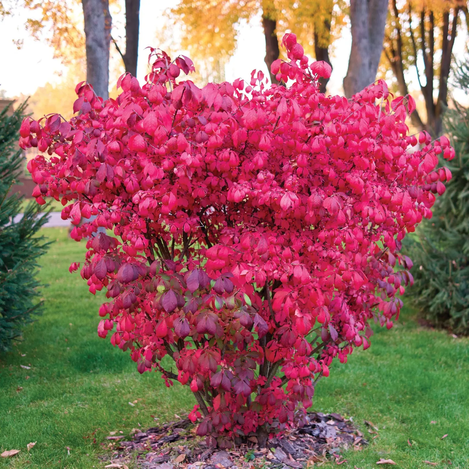 Euonymus alatus 'Compactus', #7