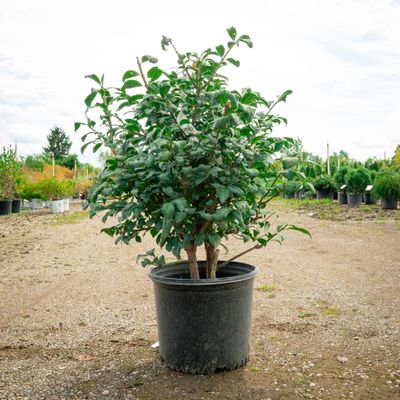 Euonymus alatus 'Compactus', #7