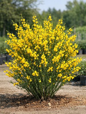 Cytisus scoparius Sister Disco, #1
