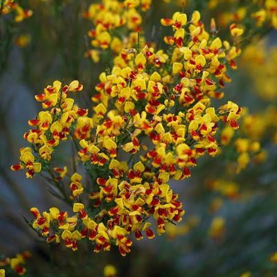 SCOTCH BROOM , SISTER DISCO#3