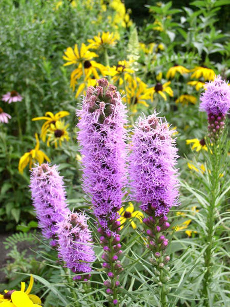 Liatris spicata- Dense Blazing Star, #1