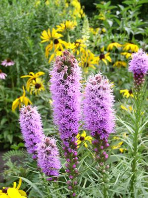 Liatris spicata- Dense Blazing Star, #1