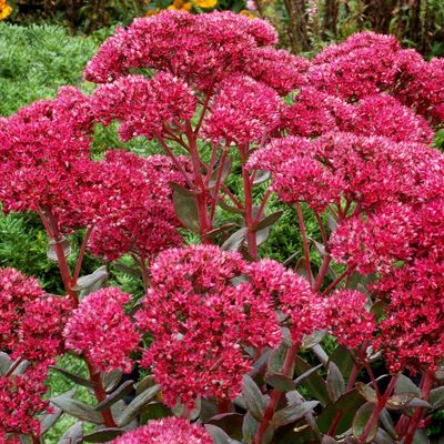 SEDUM, THUNDERHEAD, #1