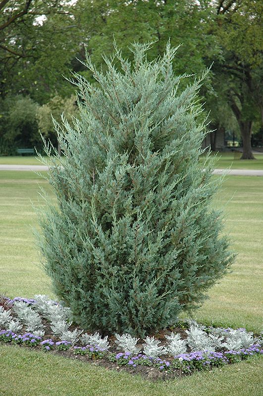 JUNIPER, MOONGLOW, 4-5', BB