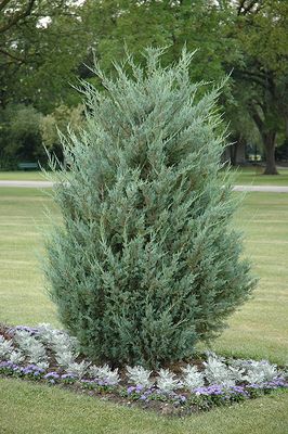 JUNIPER, MOONGLOW, 4-5', BB