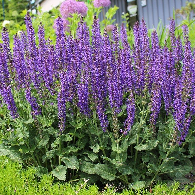 SALVIA, MAY NIGHT, #1