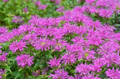 MONARDA, BEE BALM, GRAND PARADE, #1