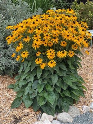 BLACK EYED SUSAN, GOLDSTURM, #1