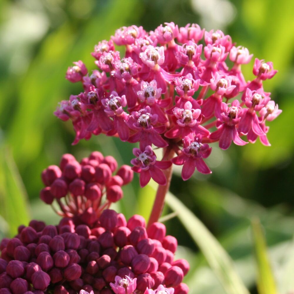 MILKWEED, INTERIOR, #1