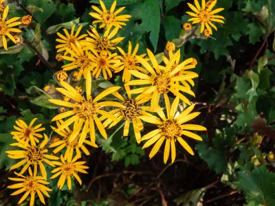 LIGULARIA, OSIRIS, #2